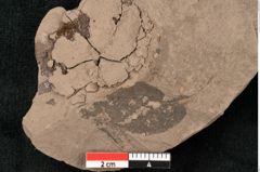 Foto (Detailansicht) von Ulmophylon australiense Ettingshausen (NHMW-GEO-2024-0188-10372)